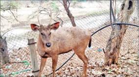 moose-walk-on-tamil-nadu-karnataka-border