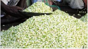 on-the-special-day-double-the-price-of-kundamalli-is-sold-at-rs-800-per-kg