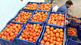 due-to-fall-on-price-first-grade-tomato-is-sold-at-rs-80-per-15-kg-in-madurai