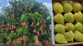 farmers-tried-brown-paper-wrap-technology-to-protect-mangoes-from-diseases