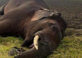 dead-male-elephant