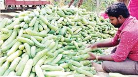 cucumber-yield