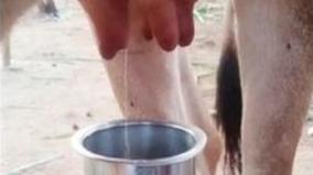cow-secreting-milk-on-its-own-near-rishivandiyam-veterinary-official-explains-it-as-a-hormonal-problem