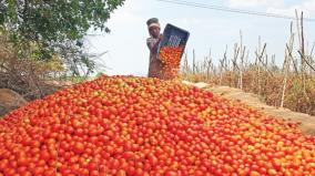 hosur-tomatoes-going-to-fruit-juice-plants