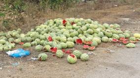 watermelons-cultivated-with-new-types-of-chemicals