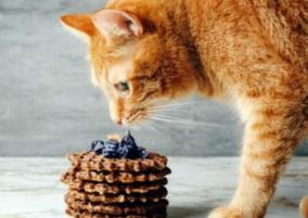 can-you-give-sweet-to-a-cat