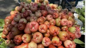 increase-in-supply-of-water-apple-in-palani-selling-at-rs-160-per-kg