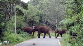 wild-elephants-in-kodaikanal-parijam-lake-area