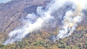 forest-fire-has-damaged-60-hectares-of-forest-cover