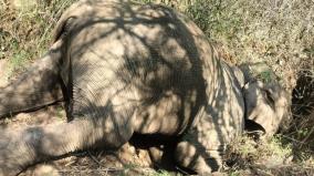 female-elephant-dies-after-falling-into-ditch-on-srivilliputhur-western-ghats