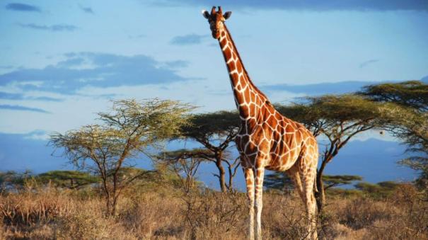 Giraffes have the biggest heart of all land mammals