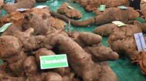 festival-of-roots-and-tubers