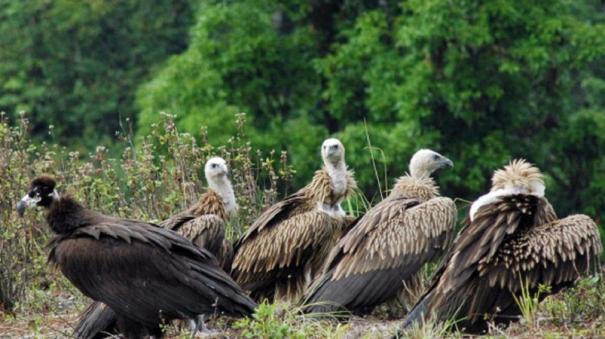 Vulture Conservation Needs Breeding Centers: Environmentalist Urge