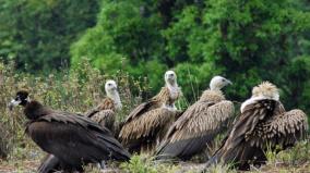 vulture-conservation-needs-breeding-centers-environmentalist-urge