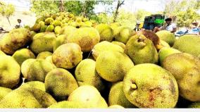 jackfruit-piling-up-for-sale-in-virudhu-nagar-people-buy-it-eagerly