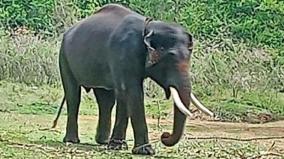 kumki-elephants-called-for-the-4th-time-to-catch-the-karuppan-elephant-roaming-on-talavadi