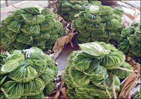 opportunity-to-export-thoothukudi-athur-betel-to-foreign-countries-due-to-availability-of-geographical-code