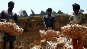 geocode-kodaikanal-hill-garlic-harvest-begins-selling-up-to-rs-350-per-kg