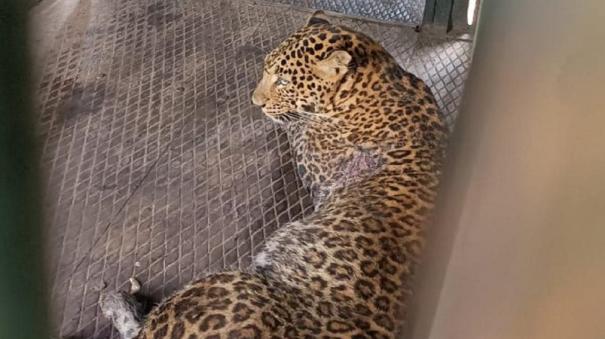 Woman Injured After Being Attacked by a Leopard on Valparai