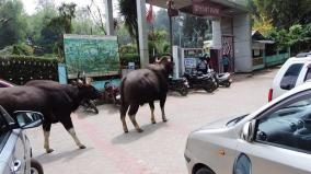 wild-cow-entering-kodaikanal-city