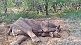 a-pregnant-female-elephant-died-on-palacode-forest-area