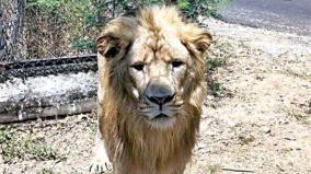 male-lion-visits-vandalur-park-from-karnataka