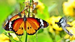 butterfly-park