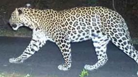 camera-at-4-locations-to-track-leopard