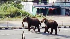 traffic-stalled-by-elephants-roaming-the-road-near-kaveripatnam-warning-to-people-of-two-districts