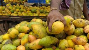 ban-sale-of-artificially-ripened-mangoes-hosur-public-demand