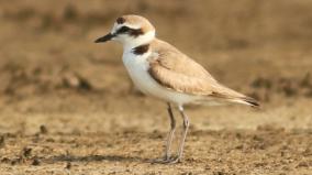 new-bird-species-anuman-uppukothi-found-breeding-on-south-east-coast