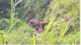 elderly-man-killed-by-elephants-second-incident-in-a-week