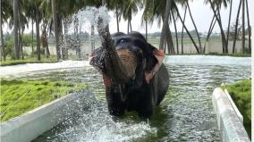 palani-temple-elephant-kasthuri-who-took-a-blissful-bath-in-the-swimming-pool