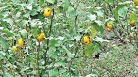 eggplant-yield-affected-by-disease-on-bochampalli-region-farmers-demand-compensation