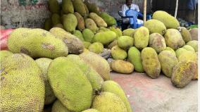 season-begins-on-kerala-jackfruit-piled-up-for-sale-on-palani