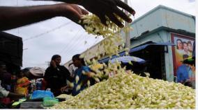 madurai-jasmine-season-begins-20-tonnes-of-flowers-in-a-single-day-prices-fall