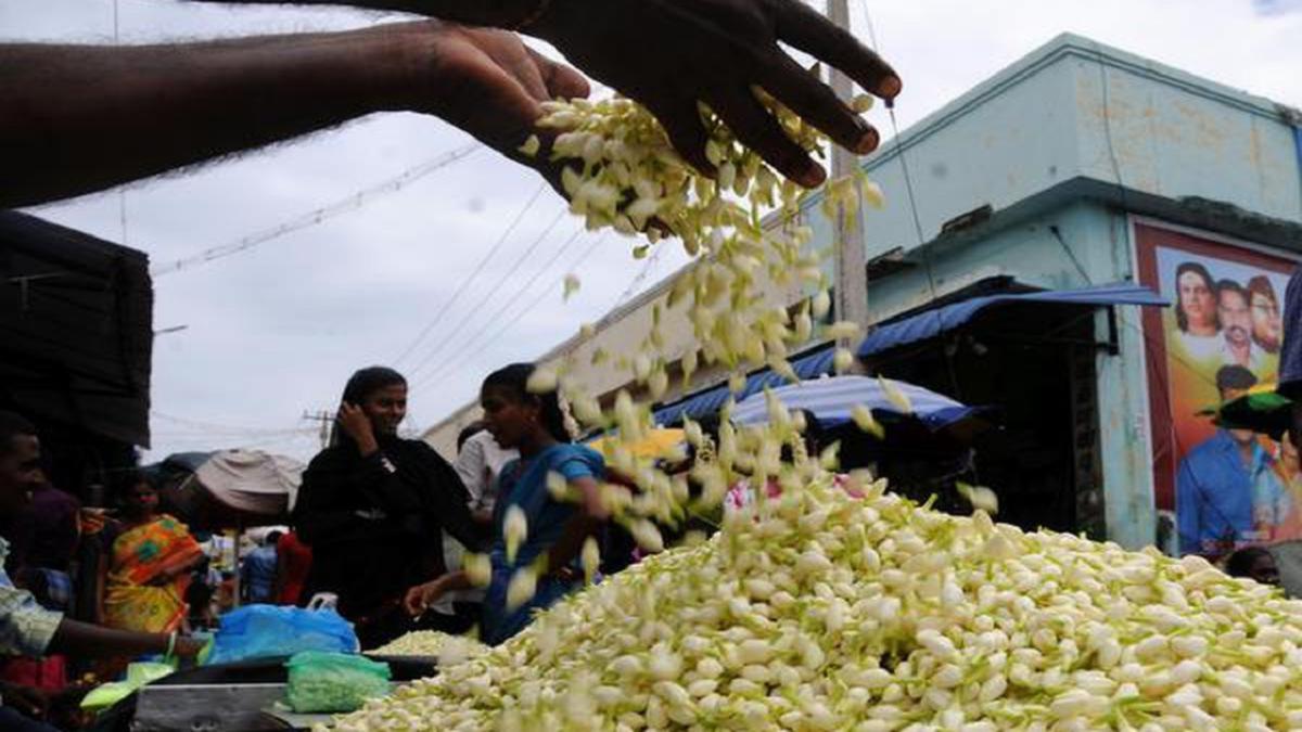மதுரை மல்லிகைப்பூ சீசன் தொடங்கியது: ஒரே நாளில் 20 டன் பூக்கள் வரத்தால் விலை  சரிவு | Madurai jasmine season begins: 20 tonnes of flowers in a single  day, prices fall - hindutamil.in