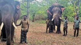 magna-elephant-attacks-forest-department-patrol-vehicle-near-anaimalai-6-injured-summoning-3-kumki-elephants