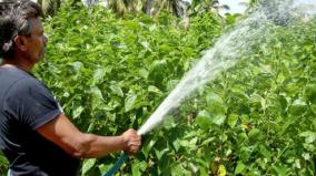 abandoned-guava-giving-hand-silkworm-mulberry-cultivation-for-the-first-time-on-virudhunagar-area