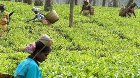 tea-fair-on-22nd-may-at-coonoor-sims-park