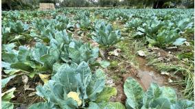 cauliflower-flower-sold-at-rs-15-in-palani-farmers-happy