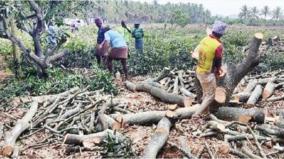 farmer-cut-down-850-mango-trees-on-12-acres-due-to-continuous-crop-damage-on-krishnagiri