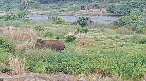 one-person-died-after-being-attacked-by-an-elephant