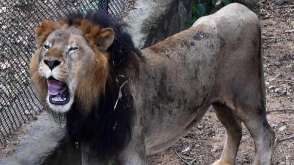 Lion Safari again at Vandalur Zoo