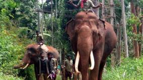 intensification-of-karuppan-wild-elephant-capture-once-again-kumki-elephants-visit