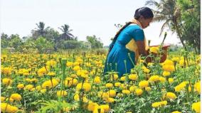 sufficient-income-on-marigold-cultivation-veyalur-village-woman-farmer-happy