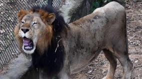 lion-safari-again-at-vandalur-zoo