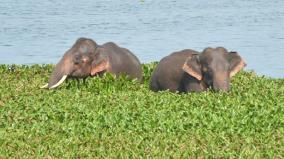 2-wild-elephants-camped-at-devasamutram-lake-near-krishnagiri-forest-depart-surveillance