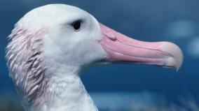 why-albatross-drink-salty-seawater