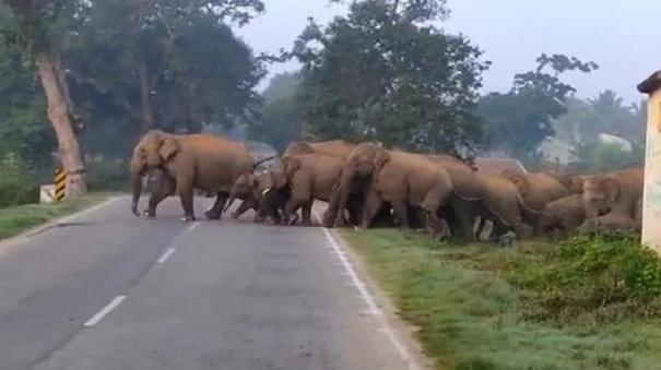 A Herd of Elephants on the Tamil Nadu - Andhra Border